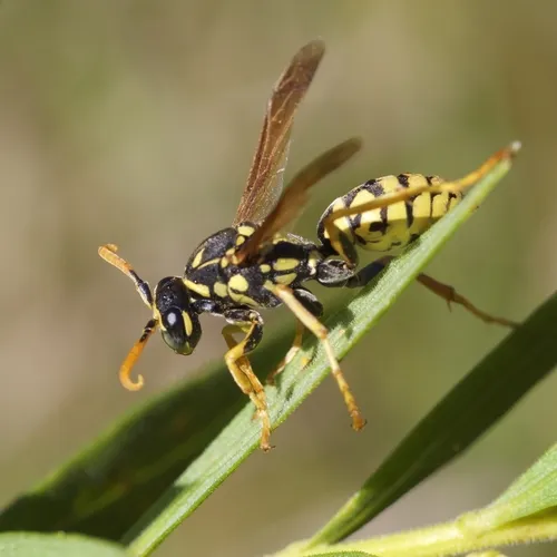 European Paper Wasp