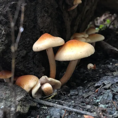 Smoky-gilled Hypholoma