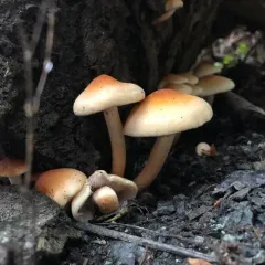 Smoky-gilled Hypholoma thumbnail 1