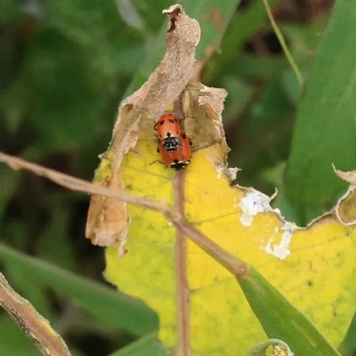 Variegated Lady Beetle
