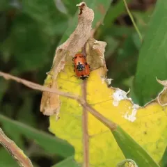 Variegated Lady Beetle thumbnail 1
