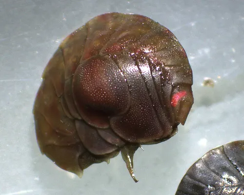 Lepidepecreum umbo