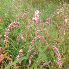 pale smartweed thumbnail 2