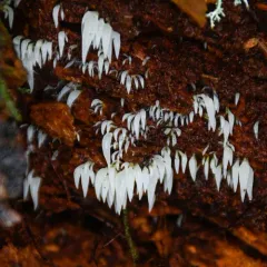 Mucronella fusiformis thumbnail 2