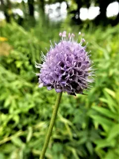 Devil's-bit Scabious thumbnail 3