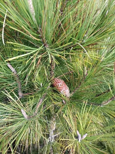 bishop pine