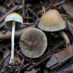 Hypholoma dispersum thumbnail 3