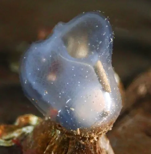 Brooding Transparent Tunicate