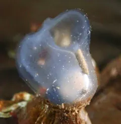 Brooding Transparent Tunicate thumbnail 1