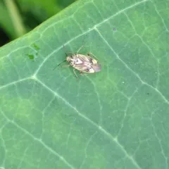 North American Tarnished Plant Bug thumbnail 1