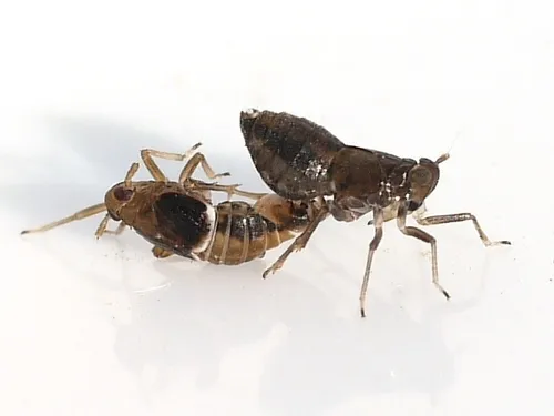 Pissonotus dorsalis