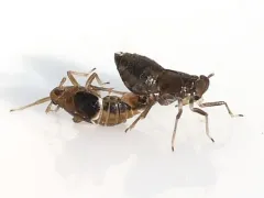 Pissonotus dorsalis thumbnail 1
