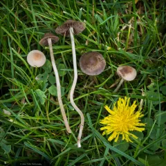 Mower's Mushroom thumbnail 2