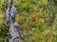 Papillose Bloom Moss thumbnail 2