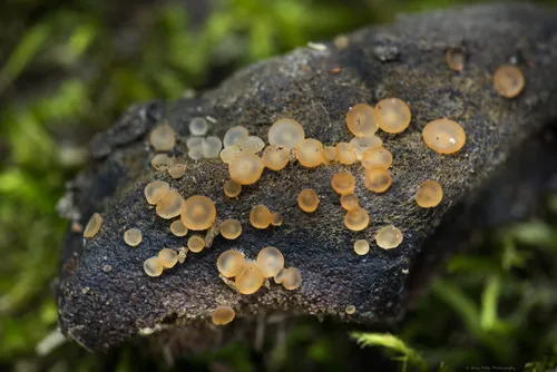 Hyalorbilia inflatula