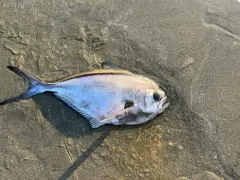 Pacific Pomfret thumbnail 3