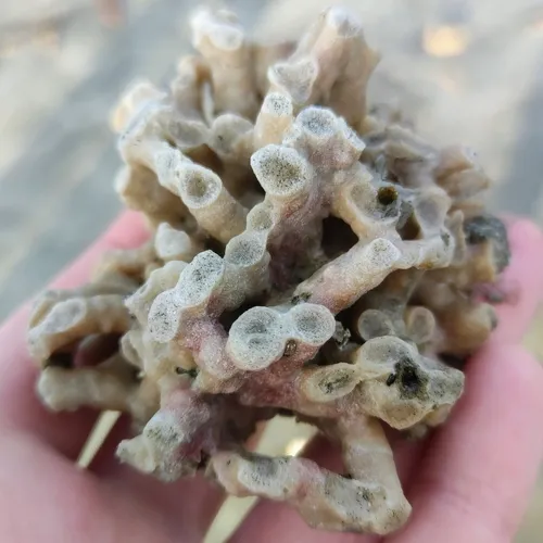 northern staghorn bryozoan