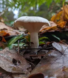 Cloudy Clitocybe thumbnail 2