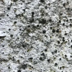 Acrocordia cavata thumbnail 4