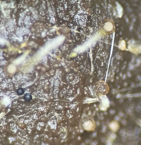 Thelebolus stercoreus