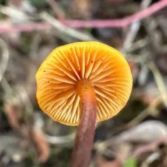 Heimiomyces fulvipes thumbnail 4