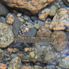 Brook Trout thumbnail 4
