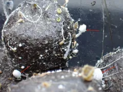Coprinopsis stercorea thumbnail 3
