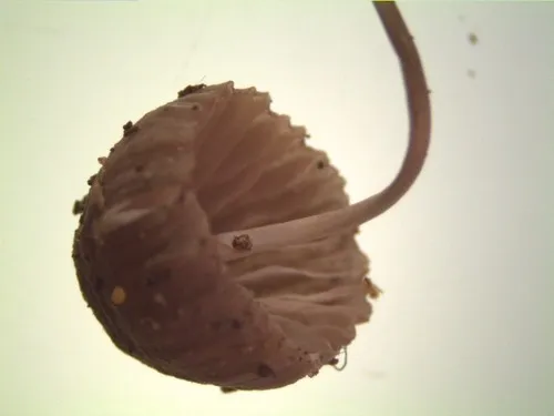 Mycena fragillima