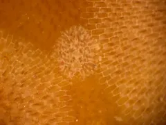 Pacific Corambe thumbnail 3