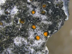 Protoblastenia incrustans thumbnail 2