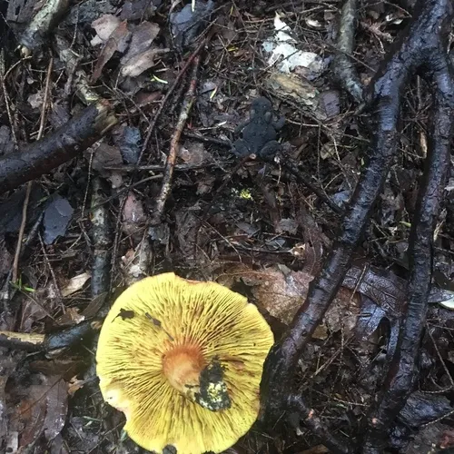 Golden Gilled Bolete
