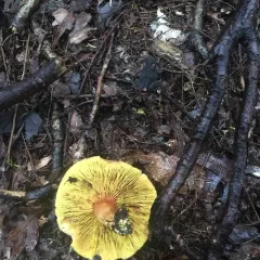 Golden Gilled Bolete thumbnail 1