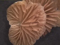 Crepidotus hamulatus thumbnail 2