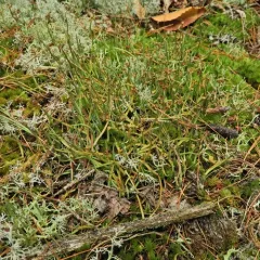 Giant Cladonia Lichen thumbnail 4