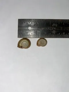 File Ramshorn thumbnail 2