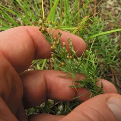 narrowleaf pinweed thumbnail 2