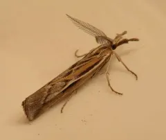 Woolly Grass-veneer Moth thumbnail 2