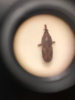 Rice Weevil thumbnail 2