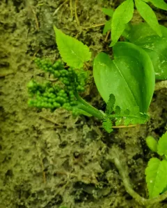 Michigan moonwort thumbnail 3