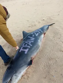 Common Bottlenose Dolphin thumbnail 2