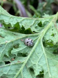 Ashy Gray Lady Beetle thumbnail 2