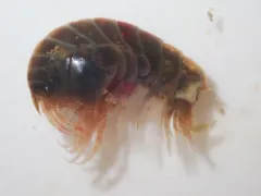 Acanthonotozoma inflatum thumbnail 2