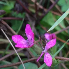 Deptford pink thumbnail 2
