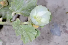 alkali mallow thumbnail 3