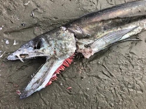 Longnose Lancetfish