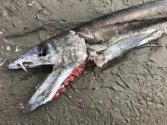 Longnose Lancetfish thumbnail 1