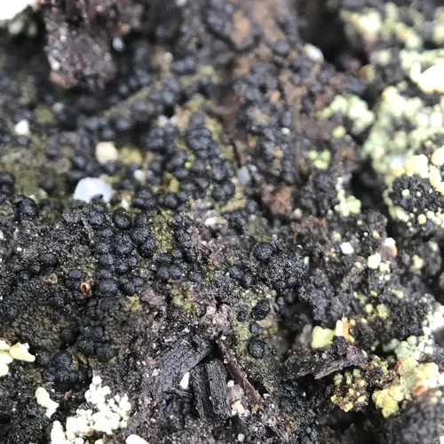 Pear Tar-spot Lichen