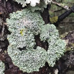 Lattice Tube Lichen thumbnail 3