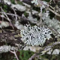 Powder-headed Tube Lichen thumbnail 2