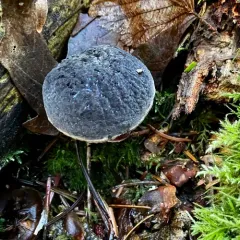 Deep purple bolete thumbnail 1